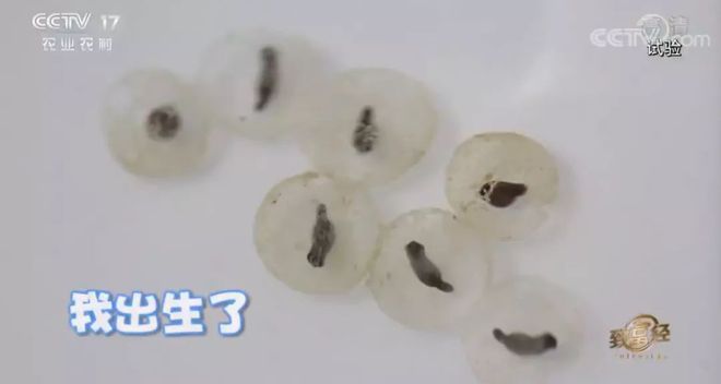 罗子攀青蛙致富经_罗子攀青蛙致富经_罗子攀青蛙致富经