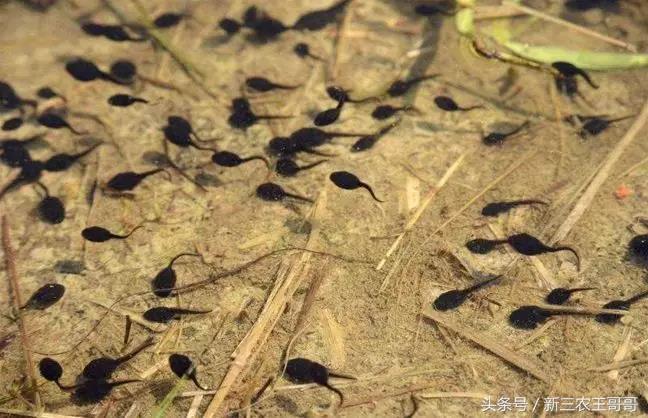 养殖牛蛙技术视频_牛蛙养殖技术_养殖牛蛙技术培训