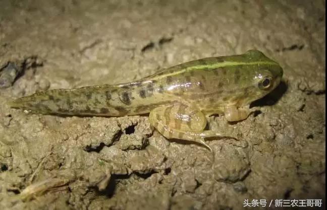 养殖牛蛙技术视频_牛蛙养殖技术_养殖牛蛙技术培训