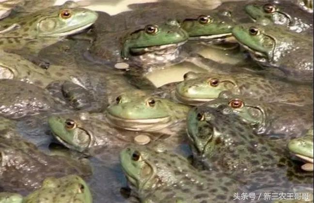 养殖牛蛙技术培训_牛蛙养殖技术_养殖牛蛙技术视频
