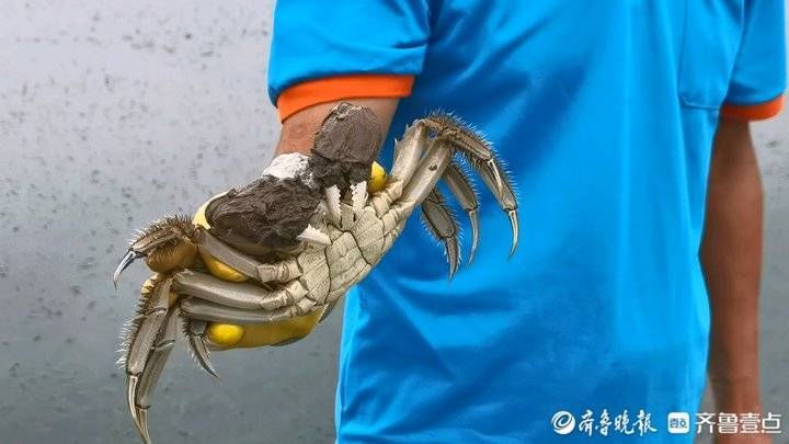 养螃蟹致富经_螃蟹养殖前景及利润_养殖螃蟹增收致富