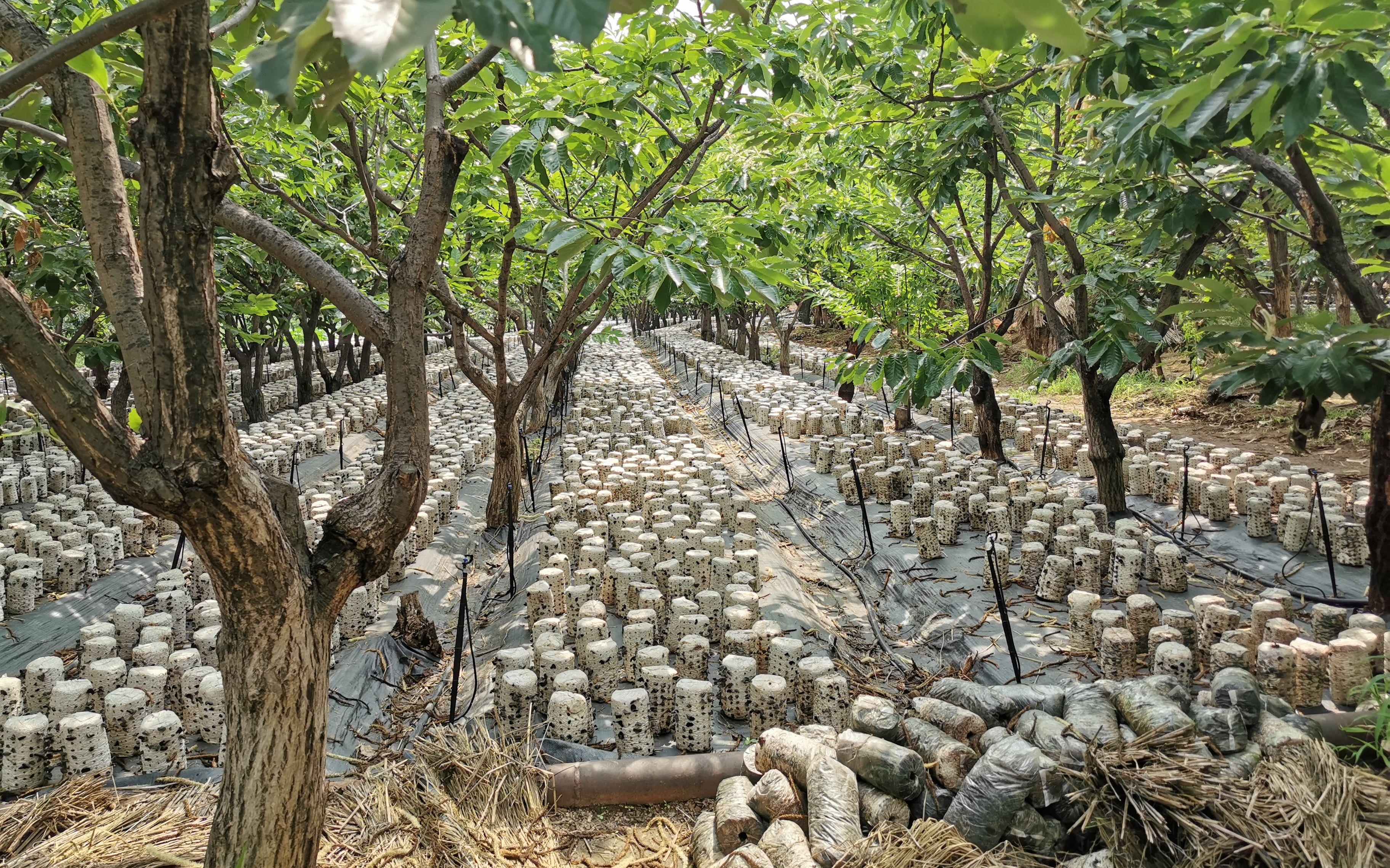 粟的亩产量_致富粟种植_粟种植历史