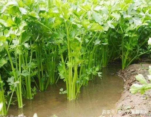 种植水芹菜能赚钱吗_种植水芹 奔致富_致富经水培蔬菜视频