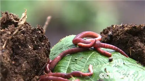 [致富经养蚯蚓]法月萍：女博士牛粪养蚯蚓两年赚了几百万