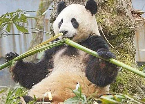 养殖甘蔗技术要求_甘蔗怎么养殖_甘蔗养殖技术