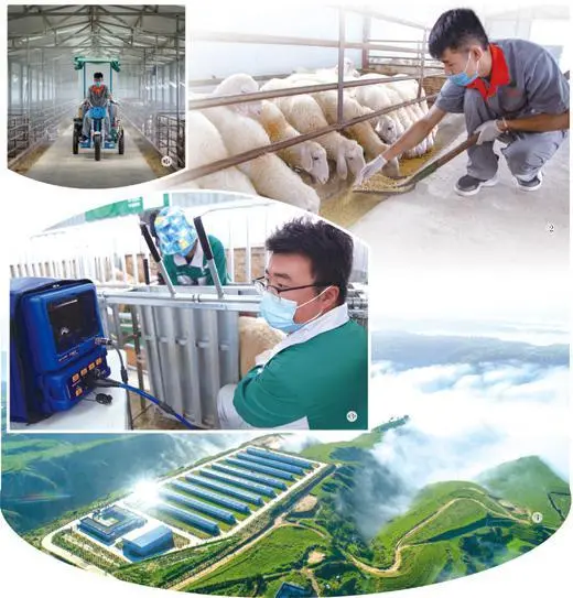 农村养殖致富养羊_致富种羊养殖基地_致富养殖羊基地种什么好