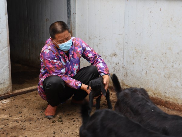 致富养殖羊基地种什么草_致富养殖羊基地种什么好_致富种羊养殖基地