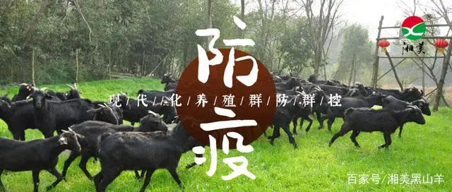 开通黑山羊养殖技术_养殖山羊需要什么手续_山羊养殖加盟好项目
