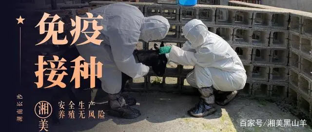 山羊养殖加盟好项目_开通黑山羊养殖技术_养殖山羊需要什么手续