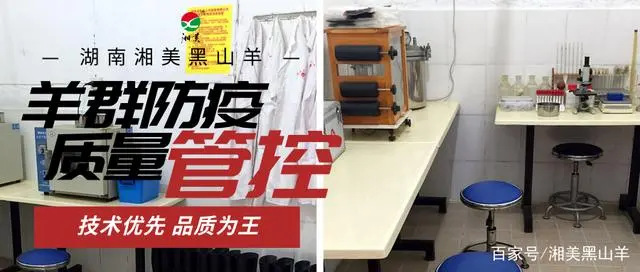 养殖山羊需要什么手续_山羊养殖加盟好项目_开通黑山羊养殖技术