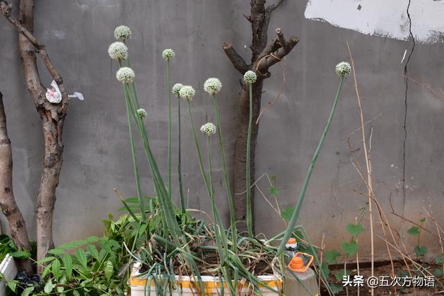 国内葱属蔬菜大全，你认识几个？