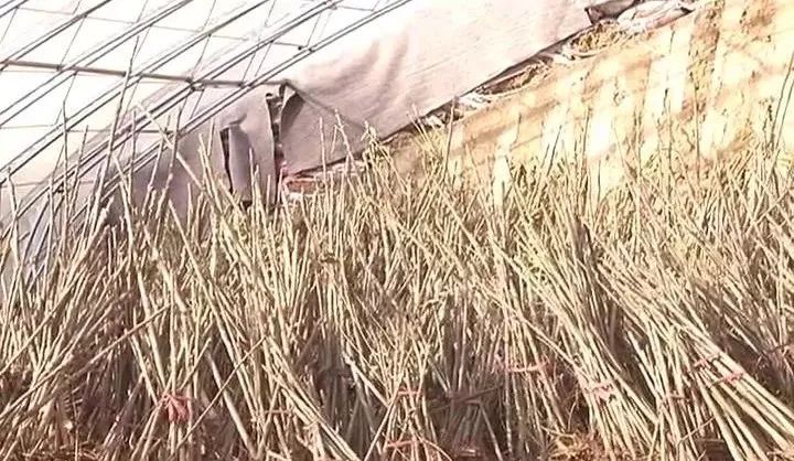 种香椿致富_致富经如何靠香椿树_致富经种植香椿视频
