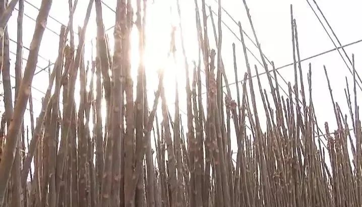 致富经种植香椿视频_致富经如何靠香椿树_种香椿致富