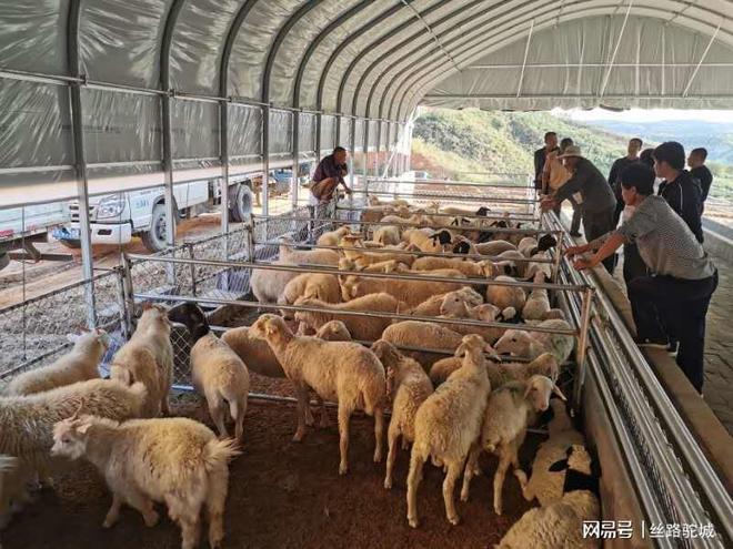 致富种羊养殖基地_养羊养殖基地_致富养殖羊基地种什么好