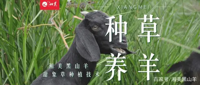 种甜象草养黑山羊的技术介绍