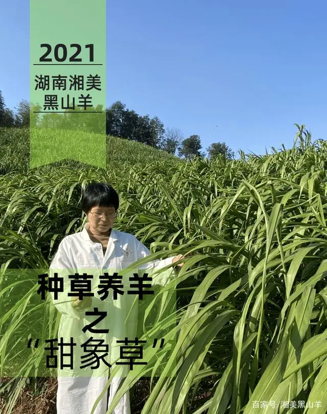 山羊养殖户_山羊养殖加盟好项目_开通黑山羊养殖技术