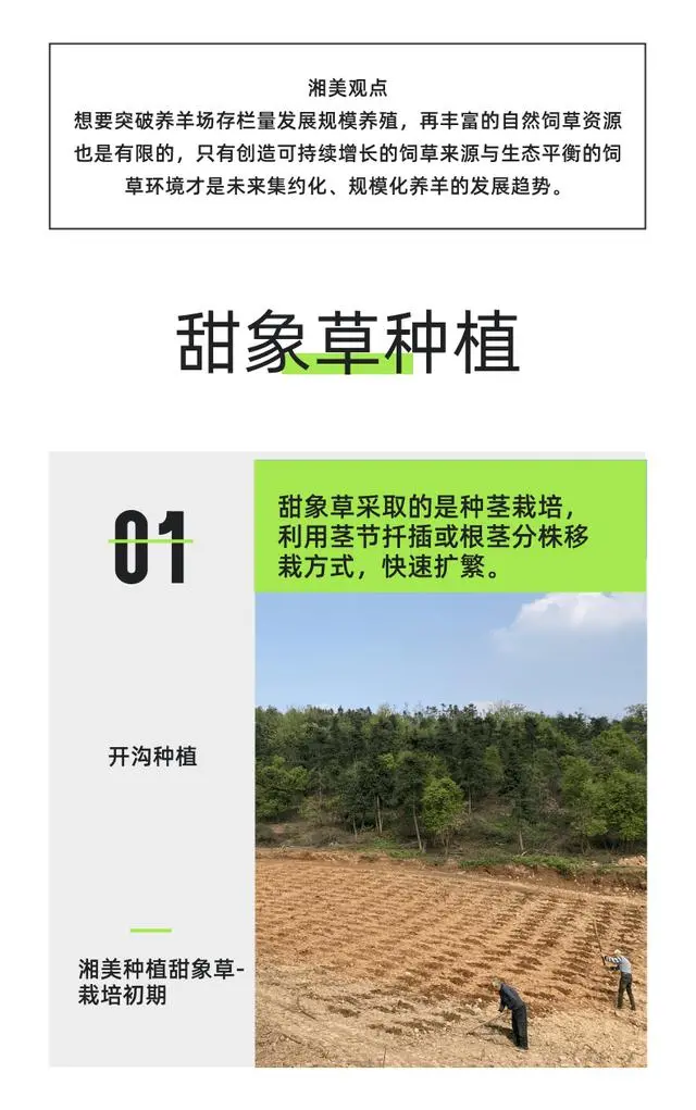 开通黑山羊养殖技术_山羊养殖加盟好项目_山羊养殖户