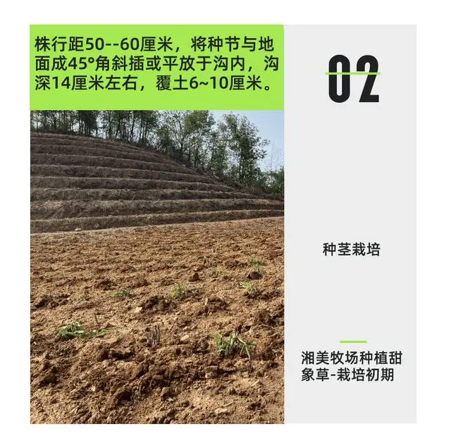 山羊养殖户_开通黑山羊养殖技术_山羊养殖加盟好项目