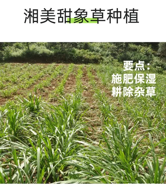 山羊养殖加盟好项目_开通黑山羊养殖技术_山羊养殖户