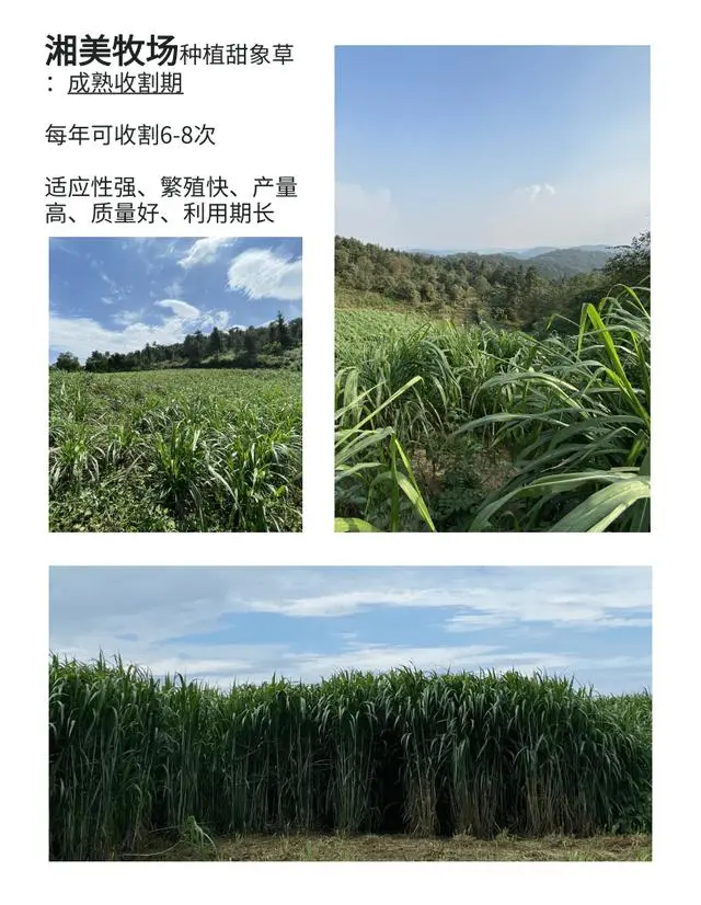 山羊养殖加盟好项目_山羊养殖户_开通黑山羊养殖技术
