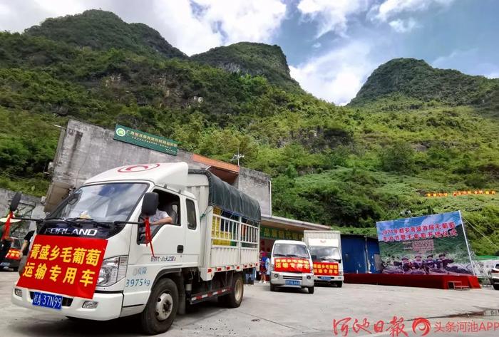 致富经盆栽葡萄_葡萄种植致富能手_致富经葡萄栽培技术视频