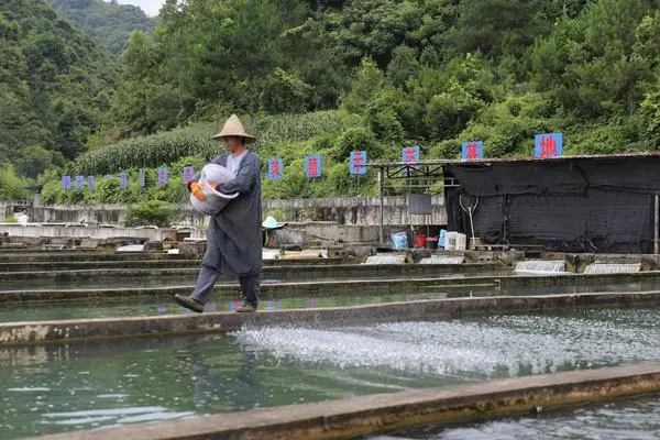 致富经鲟鱼_致富经鲟鱼养殖视频_致富经养匙吻鲟鱼