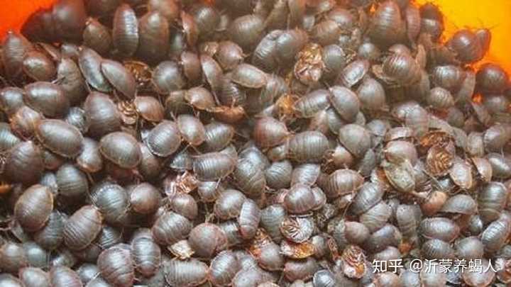 秸秆营养土_秸秆营养土的配制方法_秸秆养殖土元新技术