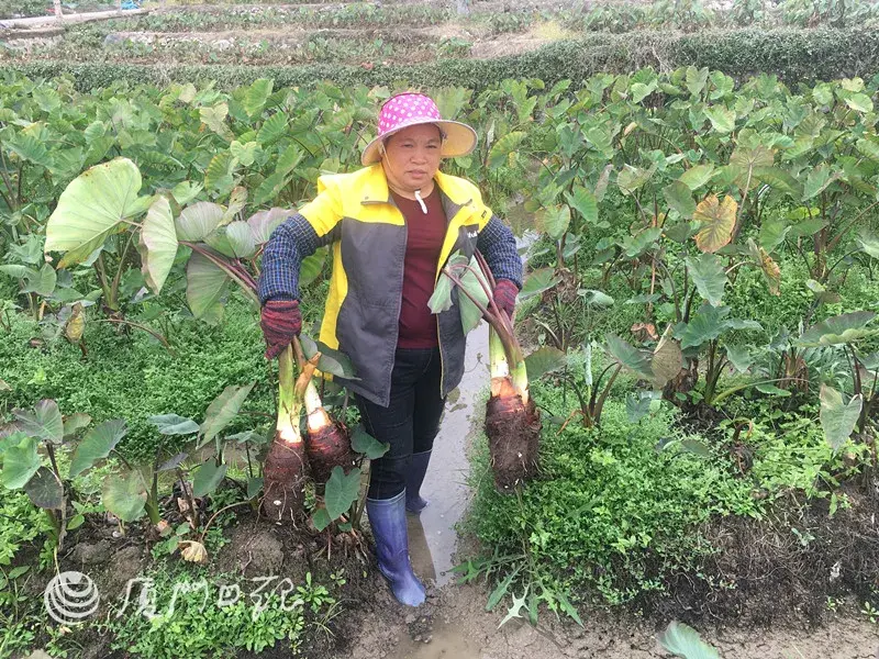 小型鱼养殖_小鱼致富养殖视频_致富经小鱼的养殖