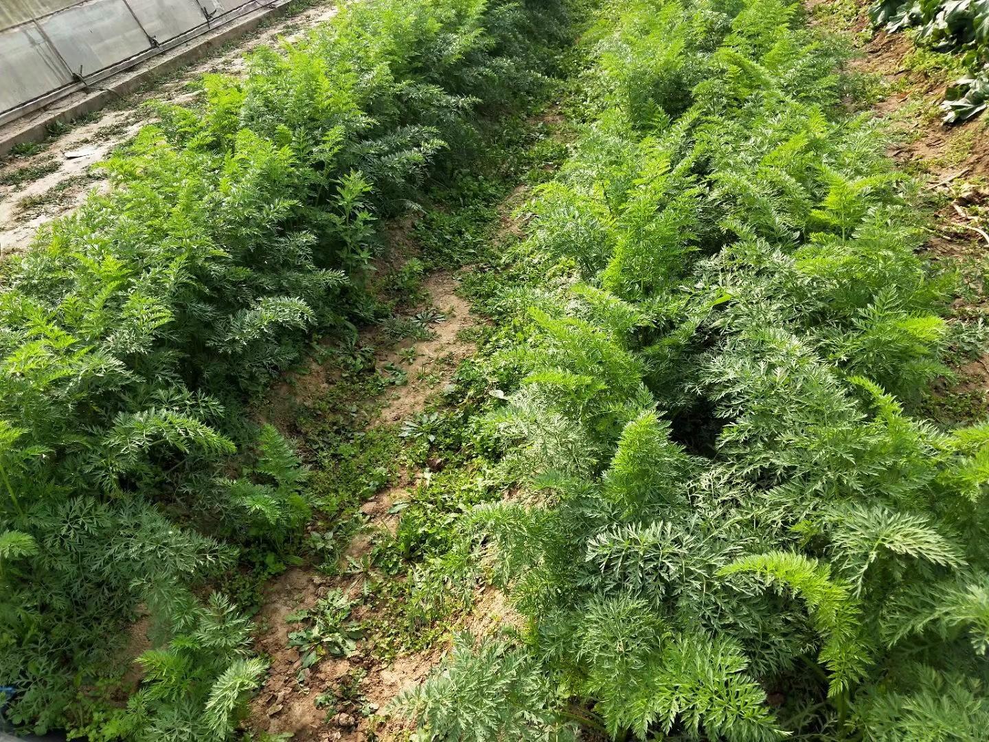 夏季红罗卜种植技术_红罗种植时间_种红罗卜枝术