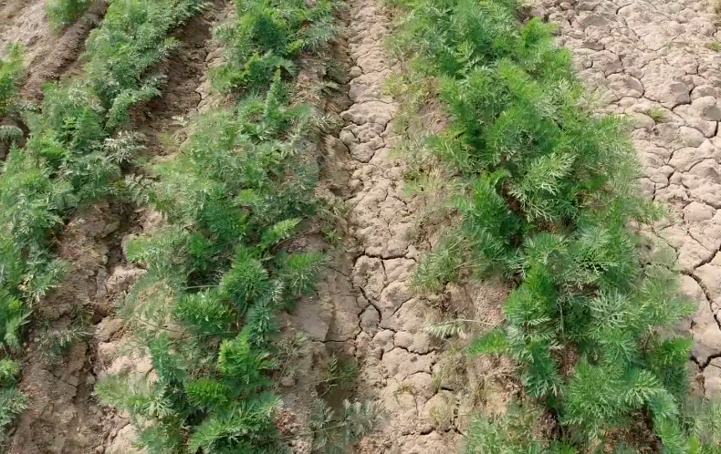 红罗种植时间_夏季红罗卜种植技术_种红罗卜枝术