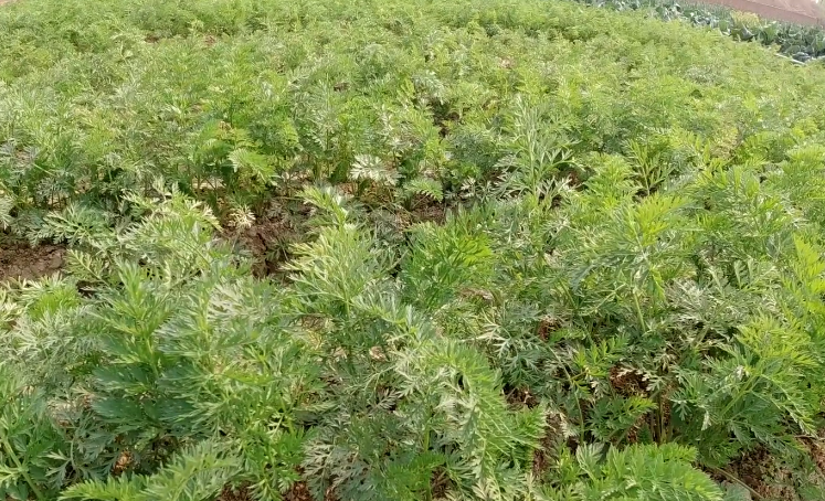 红罗种植时间_种红罗卜枝术_夏季红罗卜种植技术