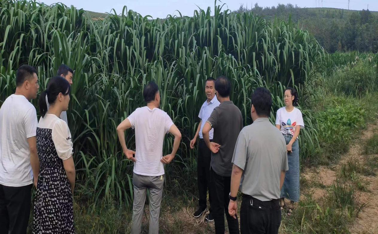 宝鸡市陈仓区县功镇安台村：种下致富“巨菌草” 乡村振兴有“良方”