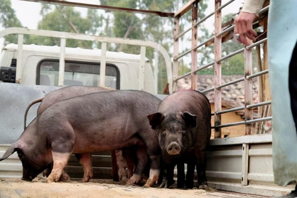 致富三农视频养鱼_三农养猪致富经视频_养猪视频致富经