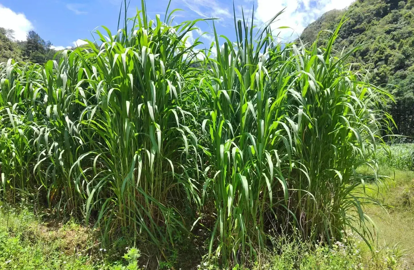 亩产25吨，种一次收割15年！种植巨菌草真的能赚钱吗？