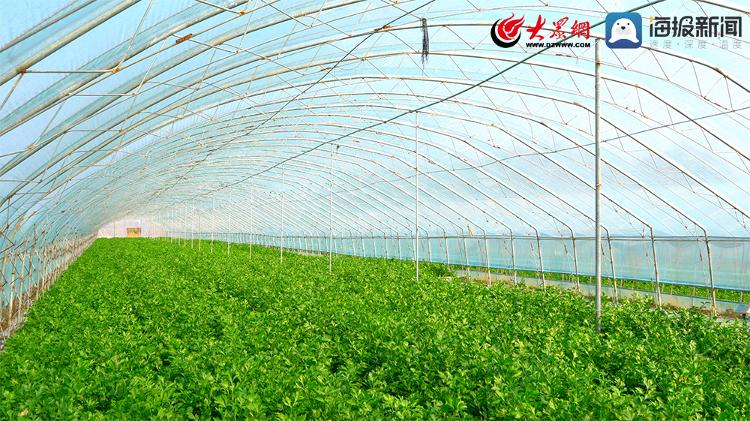 小芹菜蕴含“大能量” 即墨金口镇芹菜产业“鼓”了农民的钱袋子