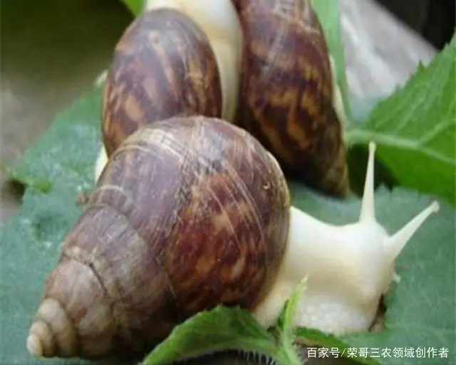 致富经鹧鸪养殖视频_养殖鹧鸪致富视频_鹧鸪养殖合作