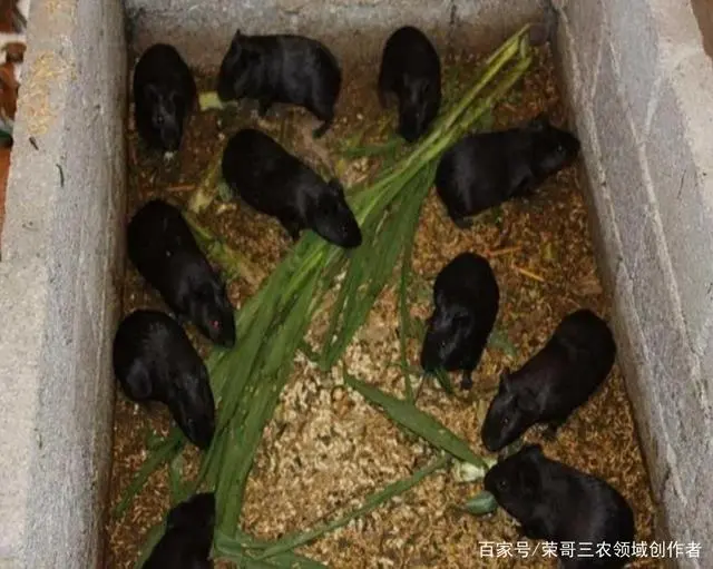 致富经鹧鸪养殖视频_鹧鸪养殖合作_养殖鹧鸪致富视频