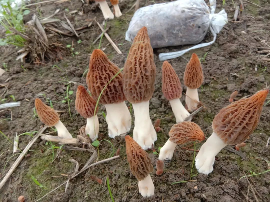 羊肚菌种殖骗局_农业致富网羊肚菌种植_央视农广天地_羊肚菌种植技术