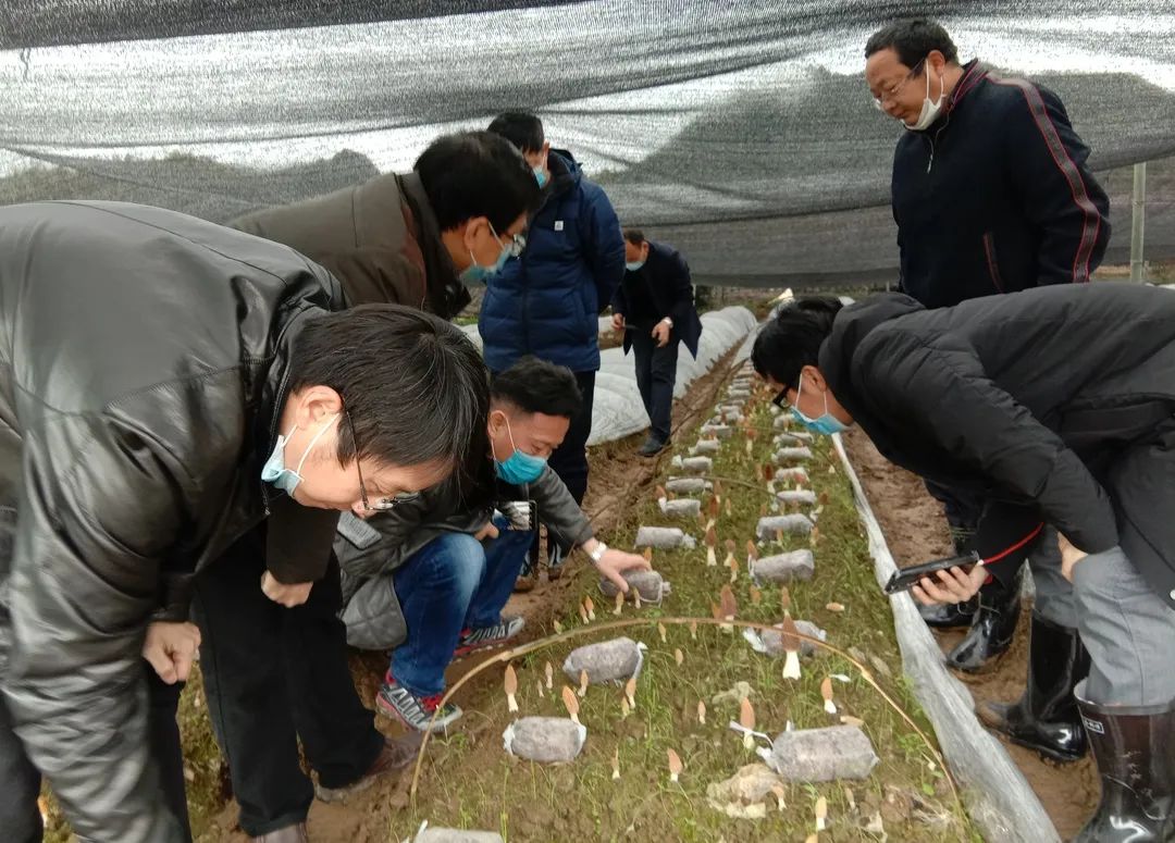 农业致富网羊肚菌种植_央视农广天地_羊肚菌种植技术_羊肚菌种殖骗局