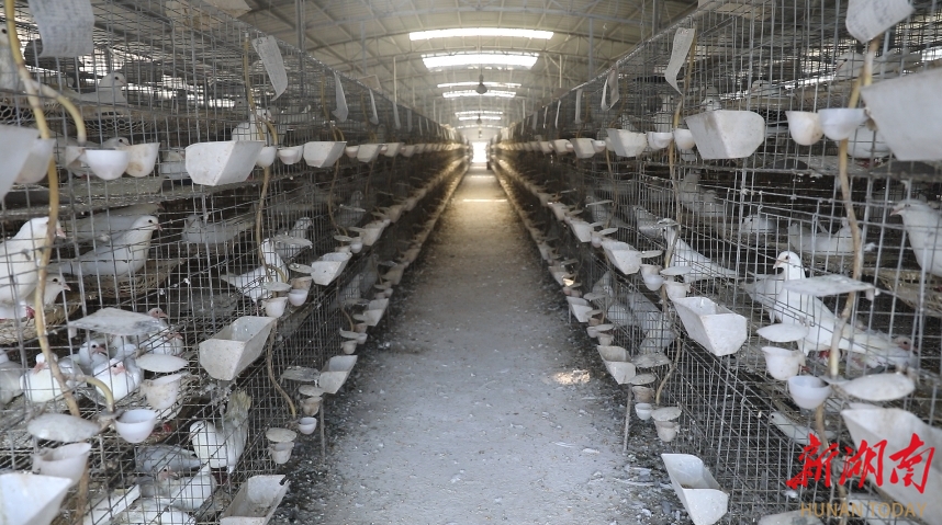 养鸽致富经_怎样养殖鸽子致富_致富鸽子养殖基地地址
