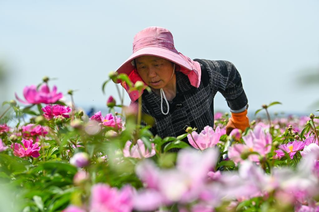 致富经在线卖鲜花饼_致富饼鲜花在线卖_致富饼鲜花在线卖赚钱吗