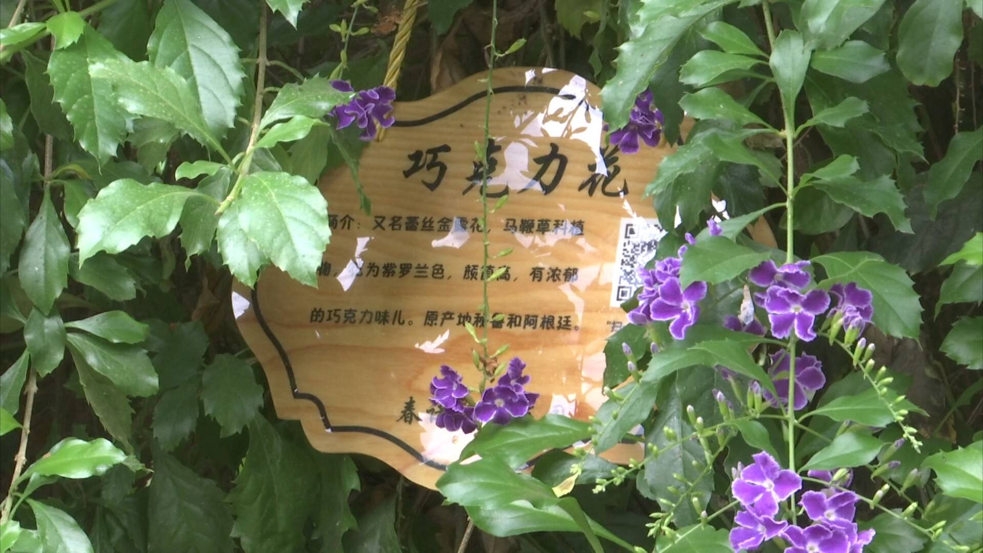 龙丰果栽培技术_龙丰果种植技术_果树龙丰