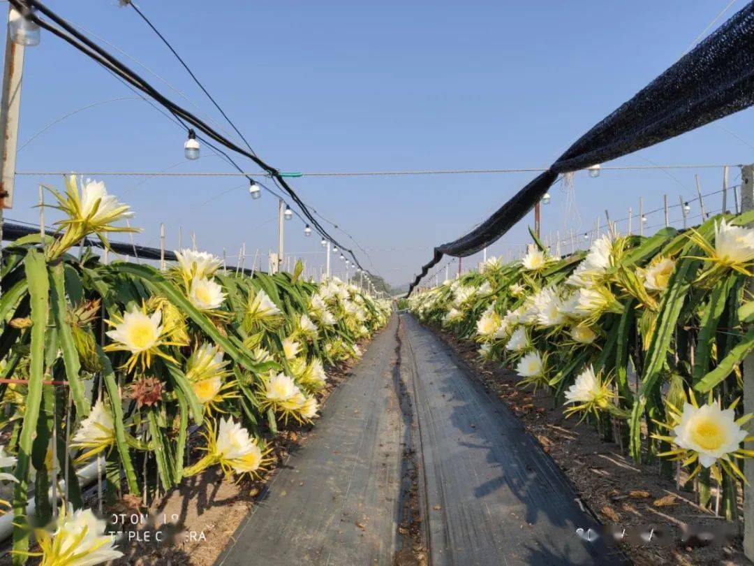 龙丰果种植技术_龙丰果树苗_龙丰果树的栽培及管理
