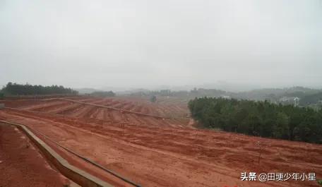 荒山种植什么来钱快_荒山种植致富技巧_荒山种植什么前景好
