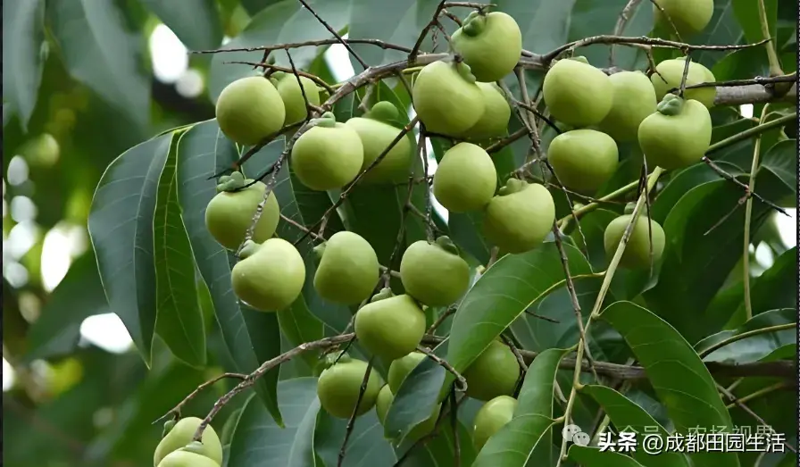 荒山种植致富技巧_荒山种植视频_荒山种植什么前景好