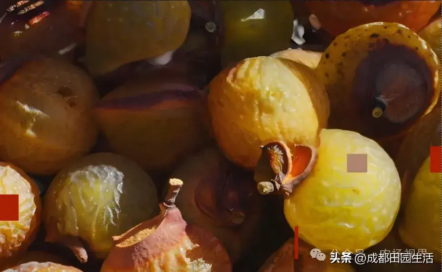 荒山种植致富技巧_荒山种植什么前景好_荒山种植视频