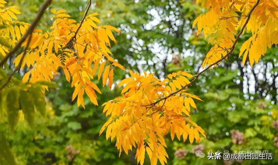 荒山种植致富技巧_荒山种植什么前景好_荒山种植视频