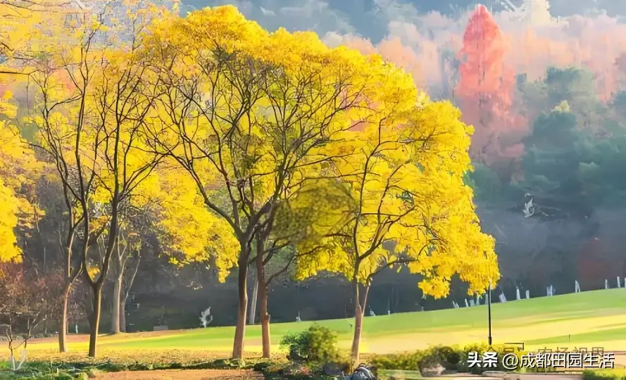 荒山种植什么前景好_荒山种植致富技巧_荒山种植视频