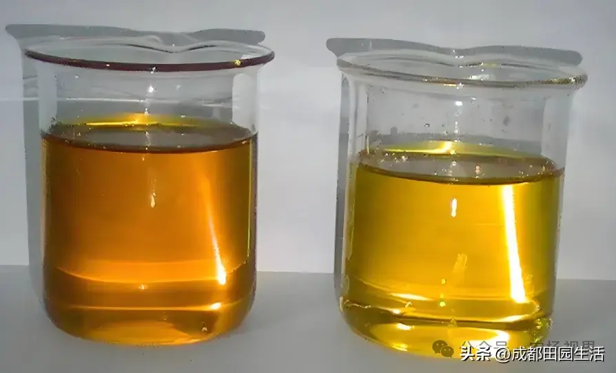 荒山种植视频_荒山种植什么前景好_荒山种植致富技巧
