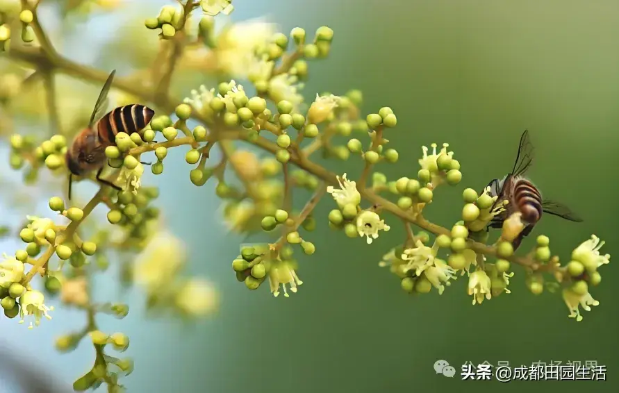 荒山种植什么前景好_荒山种植致富技巧_荒山种植视频
